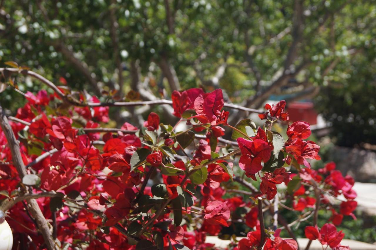 Les Jardins De Santa Giulia - Charmante Chambre D'Hote بورتو فيكشْيو المظهر الخارجي الصورة
